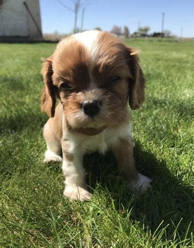 Cavalier King Charles Spaniel Puppy for Sale - Adoption, Rescue ...