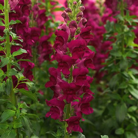 Buy Antirrhinum majus 'Potomac Crimson' F1 | Snapdragons | Sarah Raven