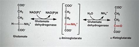 Solved draw mechanism of glutamate dehydrogenase starting | Chegg.com