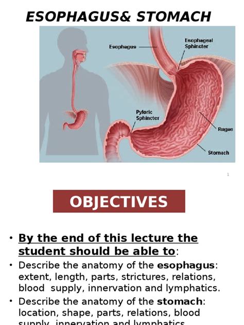 Esophagus and Stomach | Esophagus | Stomach