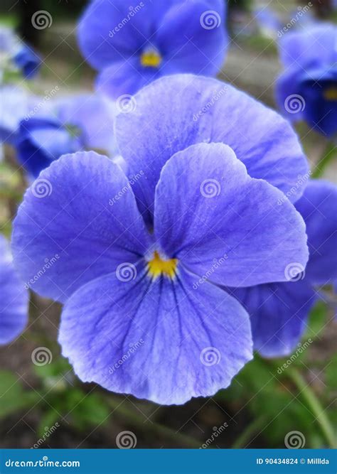 Blue pansy flower stock photo. Image of blue, background - 90434824