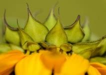 Sunflower Free Stock Photo - Public Domain Pictures