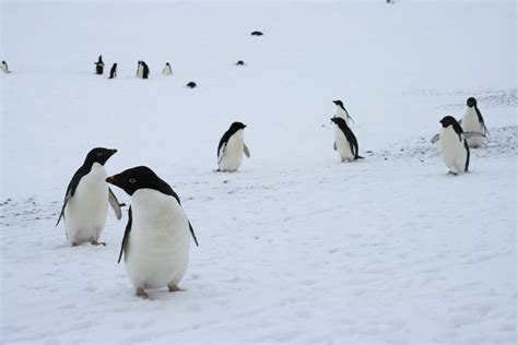 What Kind of Penguins is the Amigos in Happy Feet? - Penguins Blog