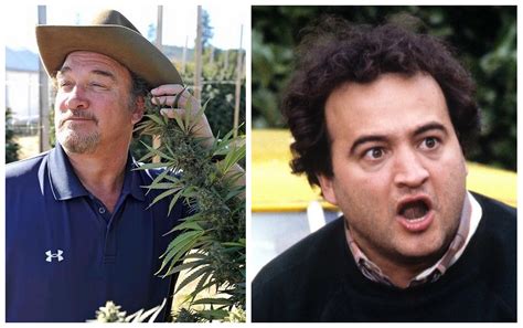 Ator Jim Belushi mostra plantação de maconha medicinal e diz que droga ...