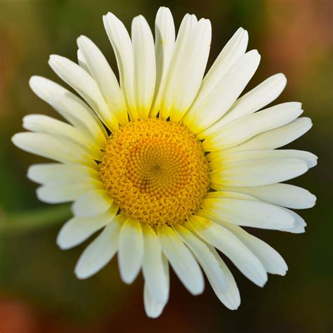 Leucanthemum vulgare 'May Queen' - Leafwise