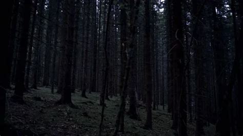 Spooky dark forest at night | Stock Video | Pond5