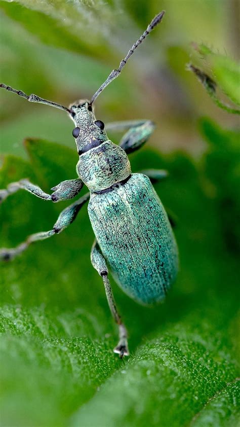 Blue beetle, insect, green leaves 1080x1920 iPhone 8/7/6/6S, beetle insect HD phone wallpaper ...