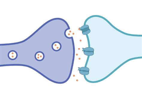 Synaptic Cleft with Signaling Molecules (Layout, Horizontal) | BioRender Science Templates