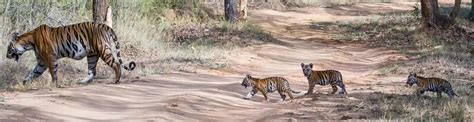 Bandippur National Park & Tiger Reserve Karnataka, South India