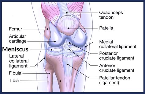 Knee Pain – Meniscus Injuries and Degeneration – Kynetic Health