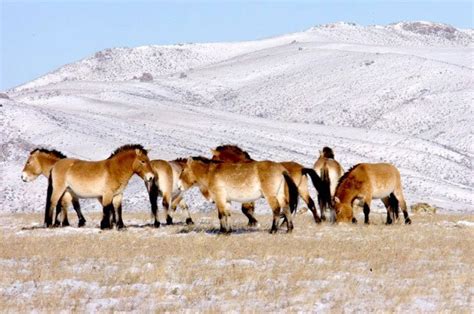 Mongolia Winter Tour - Highlights of Mongolian Winter 5 days tour