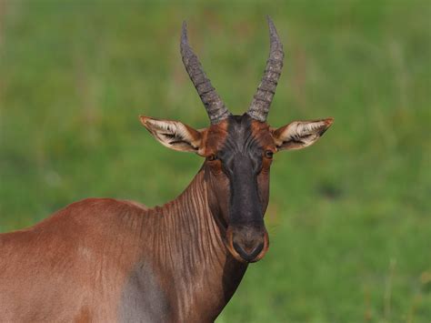 Topi boasting heavily ringed, lyre-shaped horns | Queen Eliz… | Flickr