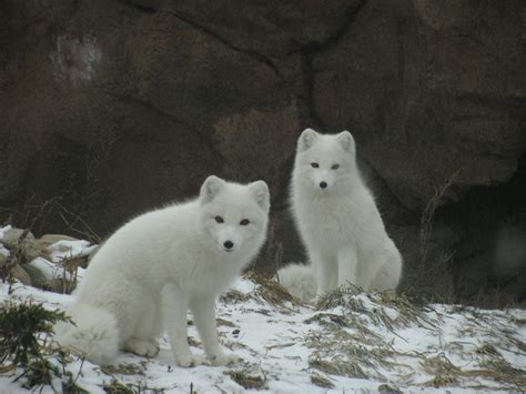 Free Images : snow, cold, winter, environment, fluffy, wolf, polar bear, ecology, arctic fox ...