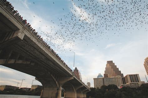 How to See the Austin Bats Under Congress Bridge - Austin, TX