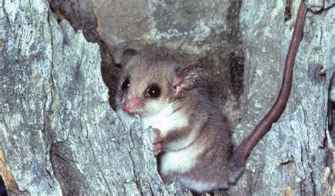 Western pygmy possum facts, distribution & population | BioDB