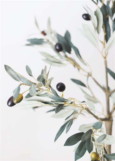 Olive Tree Wallpapers - Top Free Olive Tree Backgrounds - WallpaperAccess