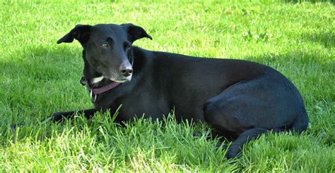 99+ Basset Hound Black Lab Mix Puppies - l2sanpiero