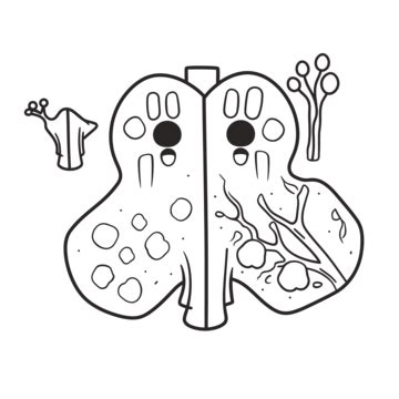 Organ System Sketch PNG Transparent Images Free Download | Vector Files ...