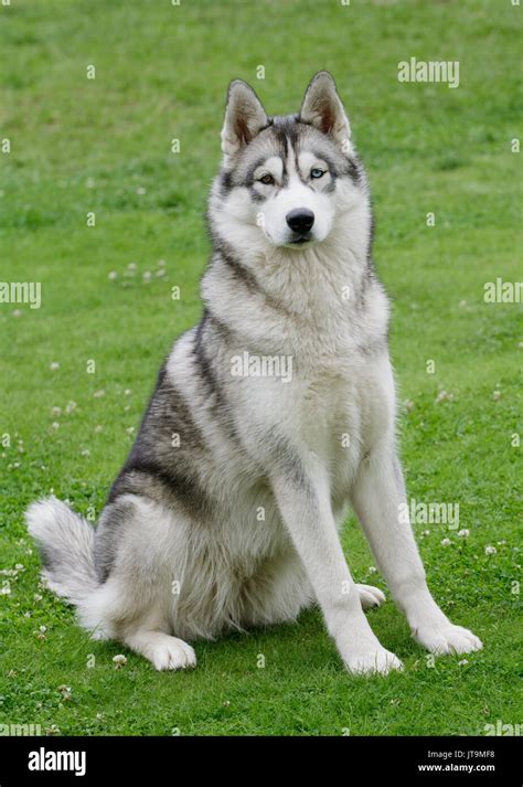 Portrait of beautiful Siberian Husky dog Stock Photo - Alamy