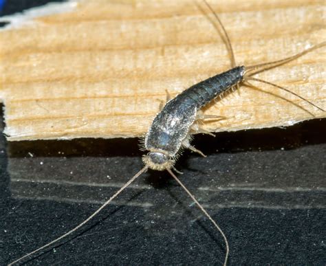 Baby Silverfish: Appearance, Behavior & Control