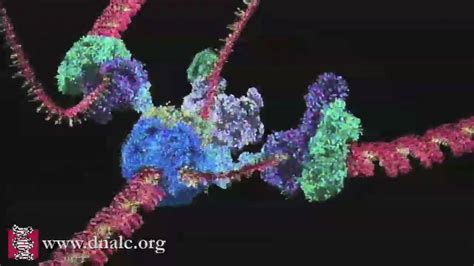 Dna Replication Animation