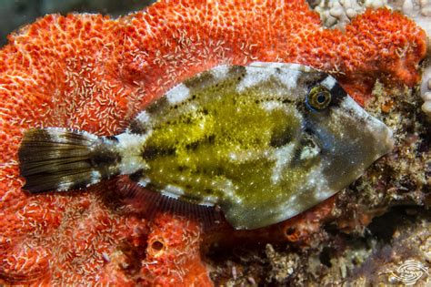 Spectacled Filefish – Facts and Photographs | Seaunseen