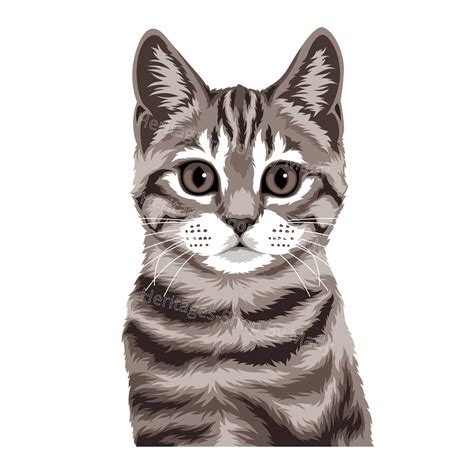 Tabby Grey Cat Breed Portrait Illustration Peeking Peekaboo Design .svg .png .jpg commercial ...