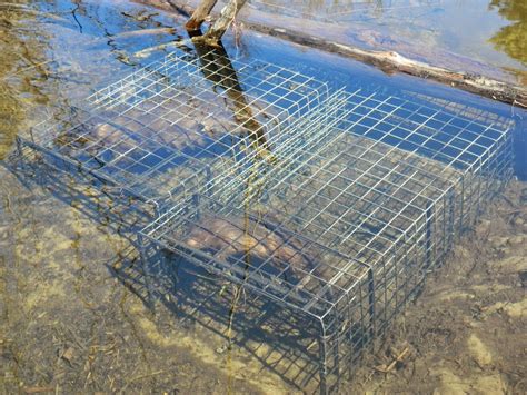 Comstock Cage Traps, In Action on the Line : Another side by side catch, a beaver and a muskrat