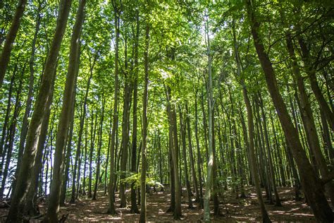 Jasmund National Park, Ancient Beech Forests of Germany