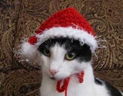 Ten Cats in Santa Hats to Make Anyone Smile This Festive Season