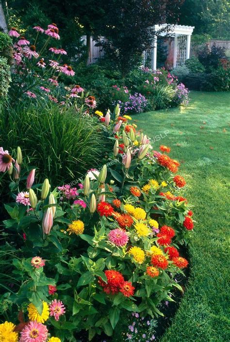 An early summer border of mixed annuals and perennials, including zinnias, lillies, echinacea ...