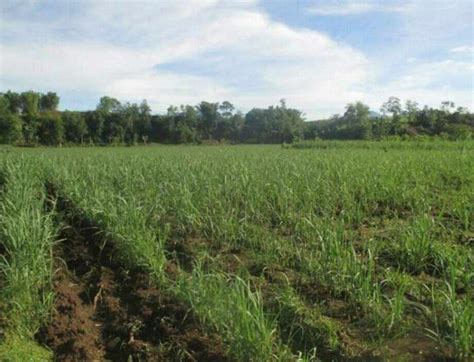 Agricultural Farm Lot For Sale Don Carlos Bukidnon [32,051 Properties ...