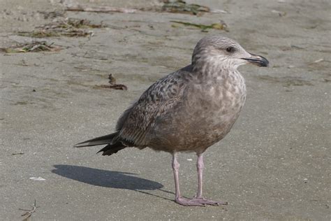 What seagull is this? : whatsthisbird