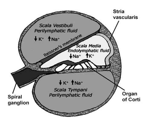 Schematic drawing of the cochlea in cross section. The cochlear duct... | Download Scientific ...