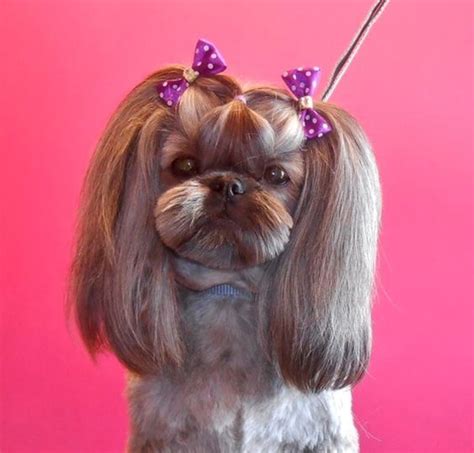 Adorable shih Tzu haircut leaves the topknot hair to be divided into pigtails. I love how the ...