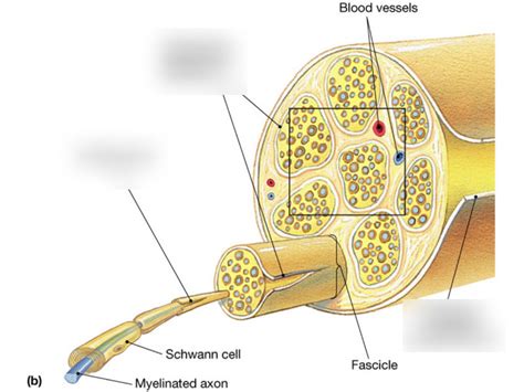 Peripheral Nerve Anatomy Labeling Practice (SPINAL CORD) Diagram | Quizlet