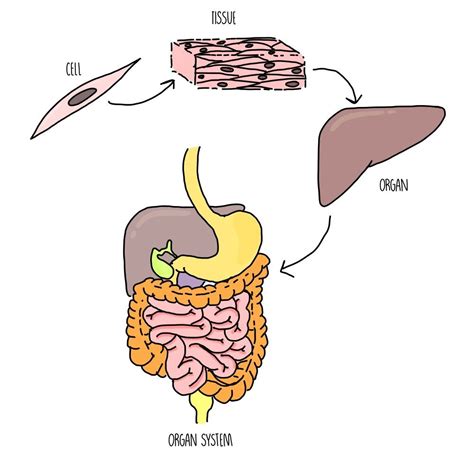 Eukaryotic and Prokaryotic Cells AQA — the science hive