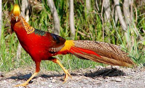 Golden Pheasant | Beautiful Bird Basic Facts & Pictures | Beauty Of Bird