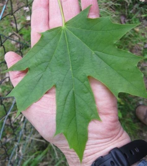 Maples - Tree Guide UK - Maple tree identification