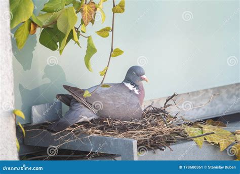 Pigeon Protecting Its Nest. Columba Palumbus. Nesting Season Royalty ...