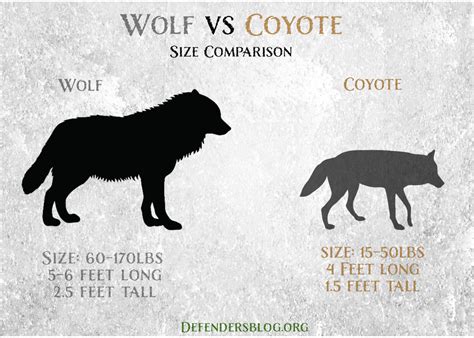 What's the difference between a coyote and a wolf? - defendersblog