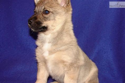 Swedish Vallhund puppy for sale near Springfield, Missouri | 6def2082-8fc1