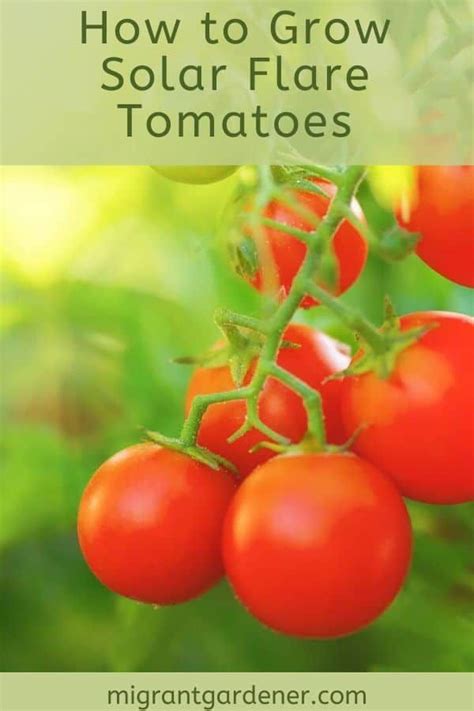 Solar Flare tomatoes - suitable for hot climates in 2020 | Tomato ...