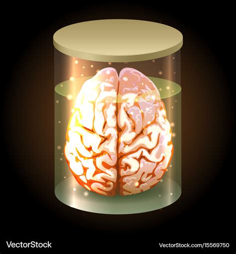 Brain in jar Royalty Free Vector Image - VectorStock