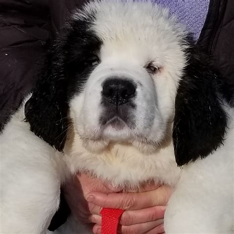 St. Bernard Puppies For Sale | Fairbanks, AK #275053