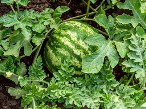 Tips & Information about Watermelons - Gardening Know How