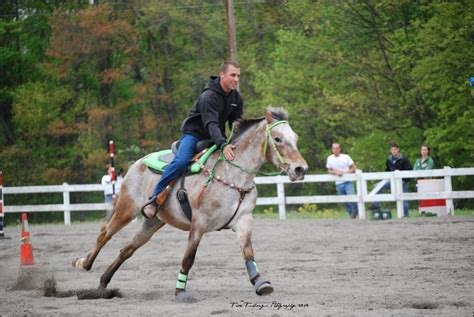 Top 5 Horse Breeds for Barrel Racing | PetHelpful