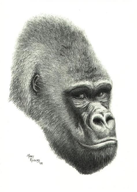 Gorilla Drawing by Mary Rogers - Pixels