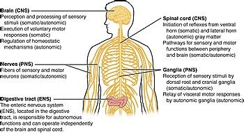 Central nervous system - Wikipedia