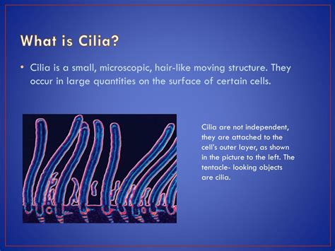 PPT - Ribosomes and Cilia PowerPoint Presentation, free download - ID:6503615